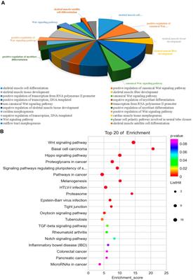 Comprehensive Analysis of mRNA, lncRNA, circRNA, and miRNA Expression Profiles and Their ceRNA Networks in the Longissimus Dorsi Muscle of Cattle-Yak and Yak